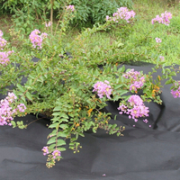 Folie agrotextil, mulcire, antiburuieni, filtru UV, 10 x 1 metru, 50g/m2, negru