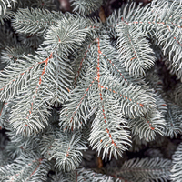 Brad artificial Christmas Deluxe by Sersimo, Kovalivka Select argintiu, integral 3D, 230 cm