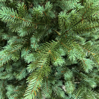 Brad artificial Sersimo, Scandinavia, verde cu varfuri argintii, integral 3D, 230 cm