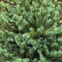 Brad artificial Sersimo, Scandinavia, verde cu varfuri argintii, integral 3D, 230 cm