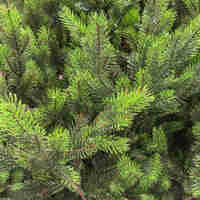 Brad artificial Sersimo, Hollandia, verde cu varfuri verzi, integral 3D, 230 cm