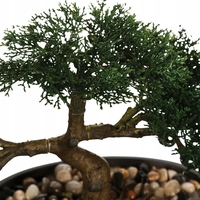 Bonsai artificial Atmosphera in ghiveci ceramic cu pietricele decorative, 23 cm, verde