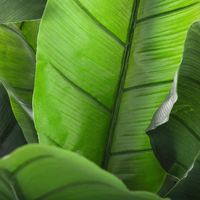 Planta artificiala Atmosphera Banana tree cu ghiveci, bananier, 116x116x168 cm, verde