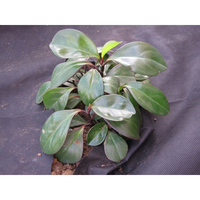 Folie agrotextil, mulcire, antiburuieni, filtru UV, 10 x 1 metru, 50g/m2, negru