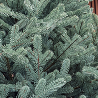 Brad artificial Christmas Deluxe by Sersimo, Viena Select argintiu, integral 3D, 250 cm