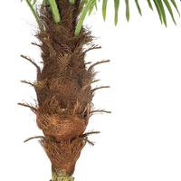 Planta artificiala Atmosphera Palmier cu ghiveci, 180 cm, verde