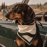JADE | DOG