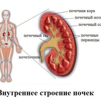 ФитоКомплекс 'Лечение почек и мочекаменной болезни'
