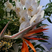 Silver Garden