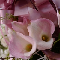 White Bloom, Chained in Grace