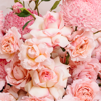 Pink Daydream