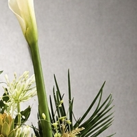 Wild Botanical