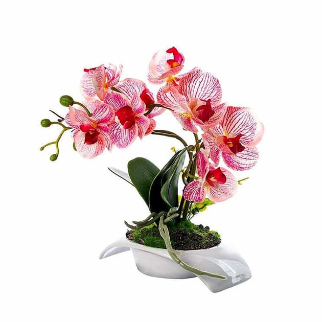 Орхидея в горшке нижний новгород. Фаленопсис венозный розовый. Cls1938-pt Орхидея. Орхидея klm1050. Орхидея в горшке.