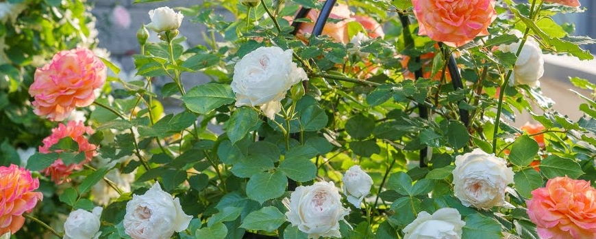 Храстовидни