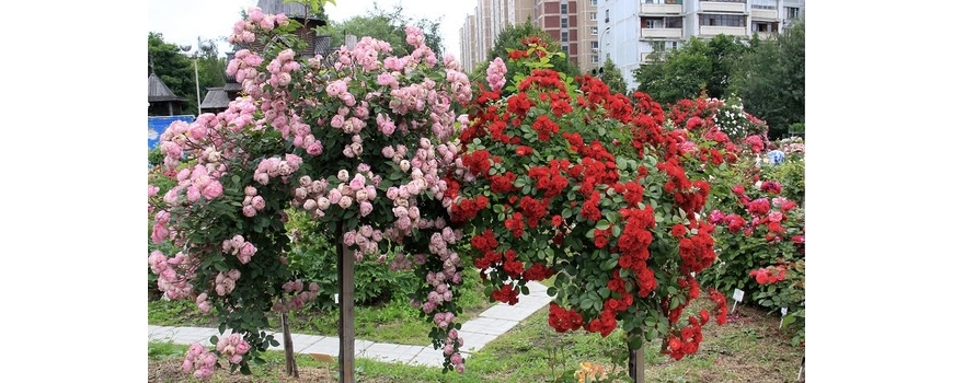 Плачещи