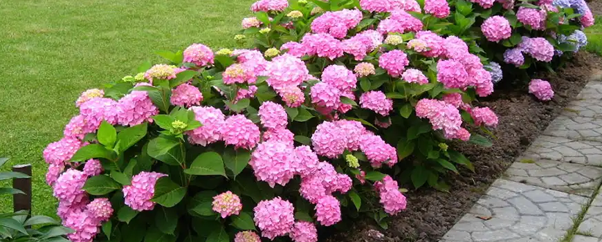 Многогодишни