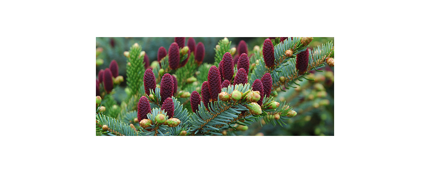 Иглолистни