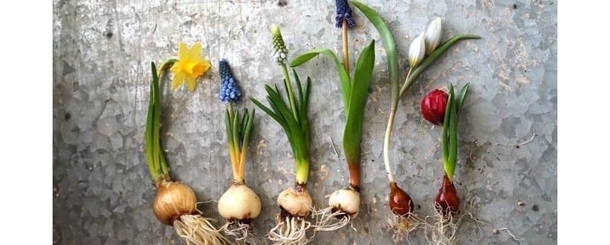 Луковици и луковици в саксии