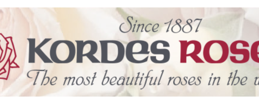 Рози KORDES®