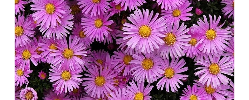 Алпийска астра