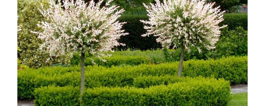 Декоративни дървета и храсти