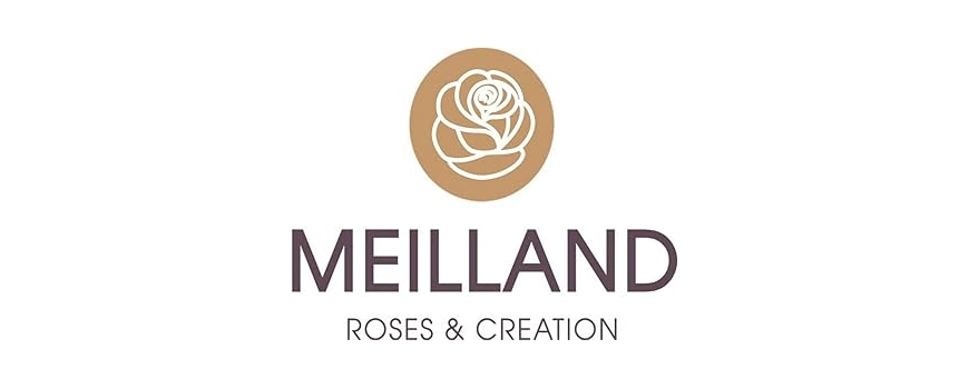 Рози MEILLAND