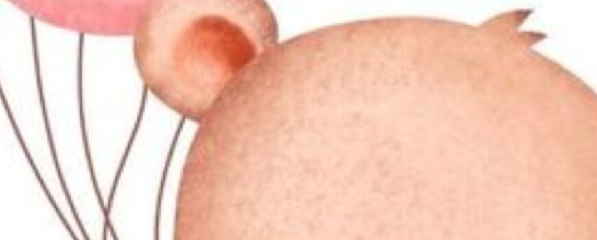 Тема '' Мече с балони - розово''