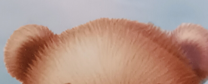 Тема ''Мече''