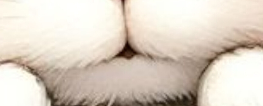 Тема ''Бяло зайче ''