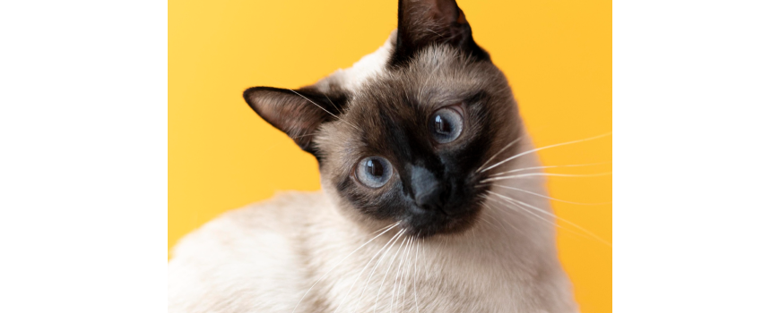 Котка
