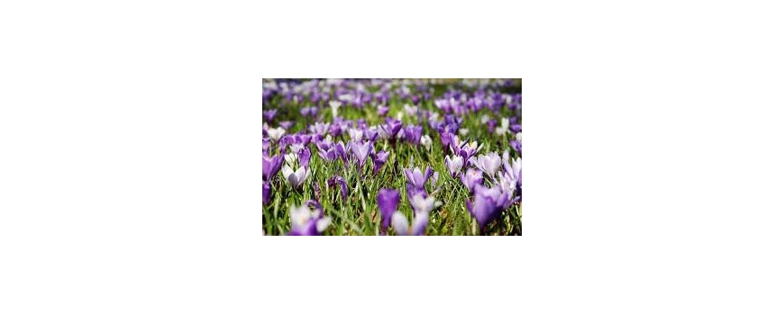 Oferte de primavară