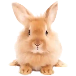 Малки животни