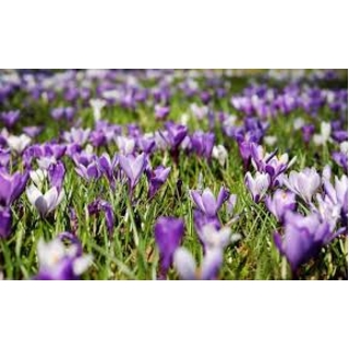 Oferte de primavară