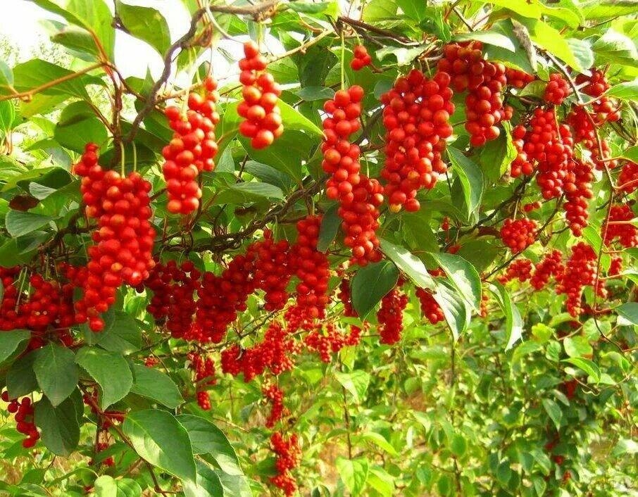 Саженцы Лимонник Китайский Дальневосточный Купить