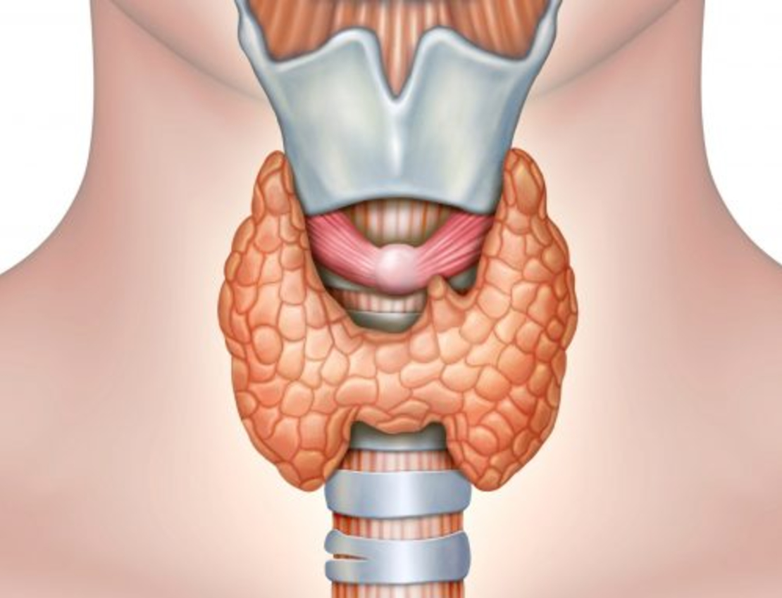 В какой полости расположена щитовидная железа. Зоб щитовидная железа анатомия. Thyroid щитовидная железа. Щитовидная железа и трахея анатомия. Щитовидная железа анатомия 3д.