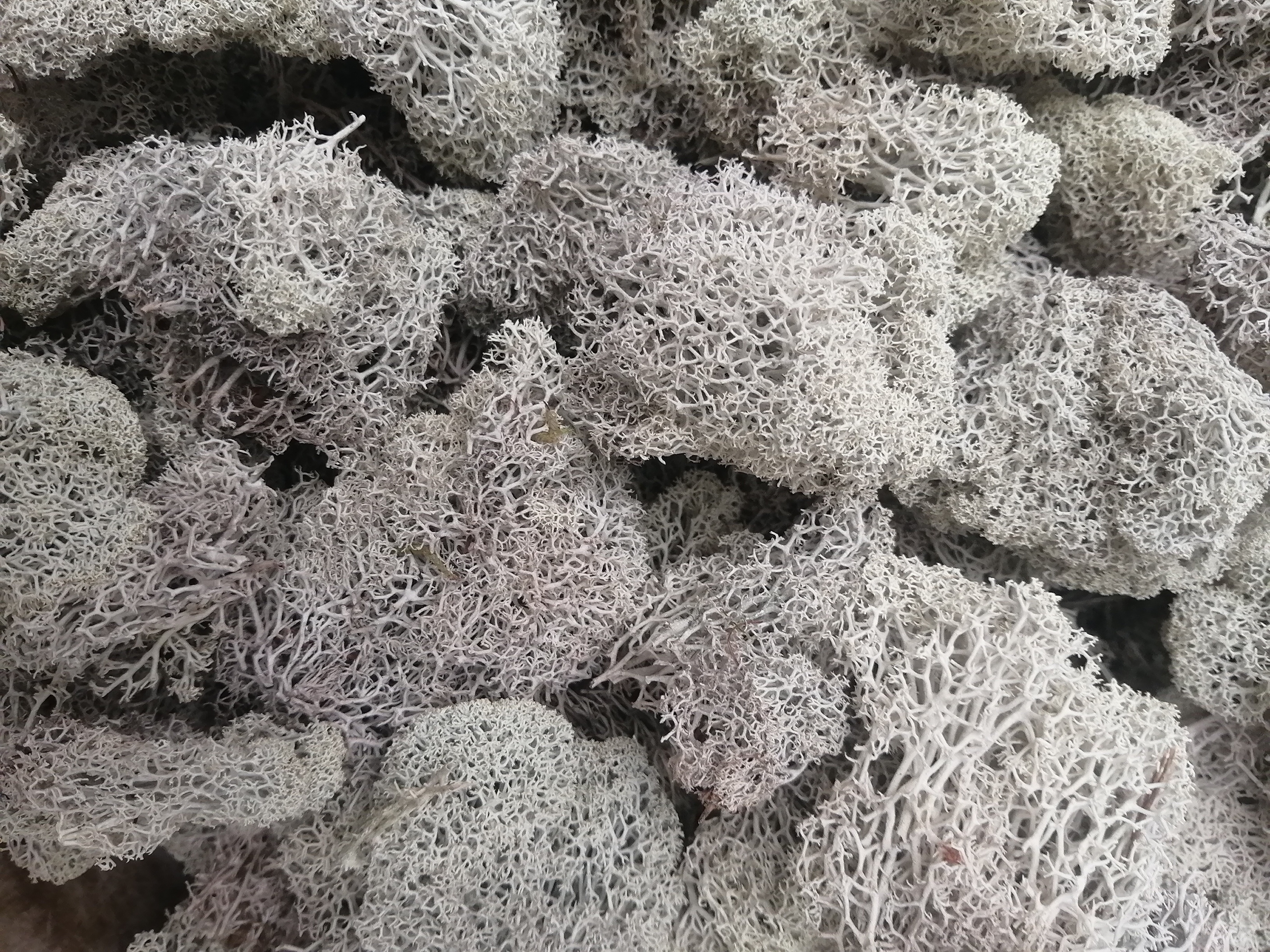 Купить Семена Исландского Мха