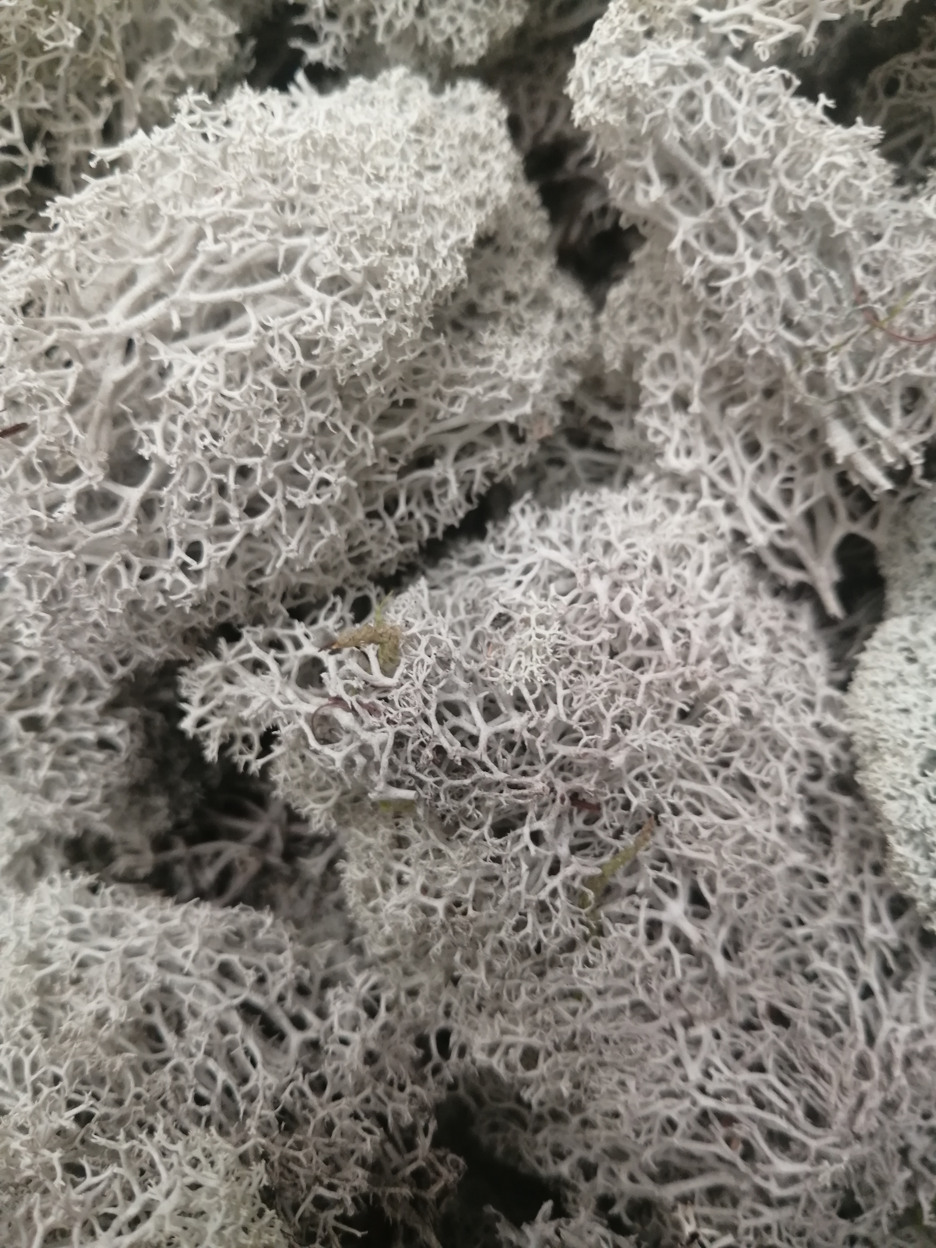 Купить Семена Исландского Мха