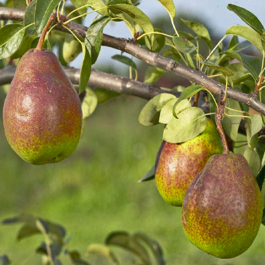 Семена Груши Уссурийской Купить