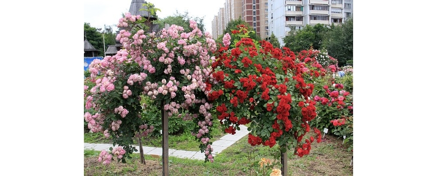 Плачещи