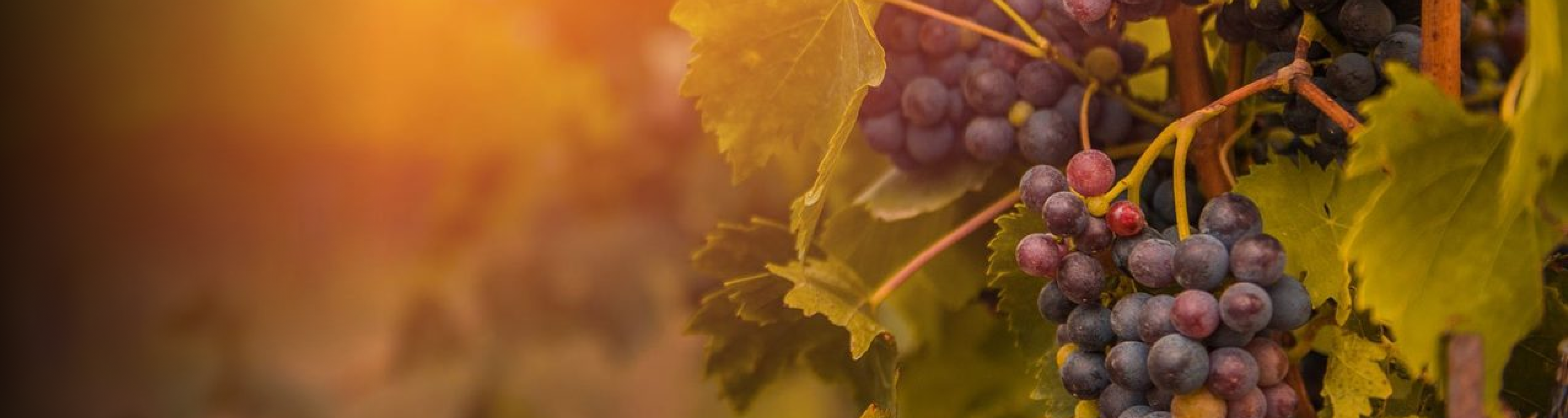Classici D'Italia Selection