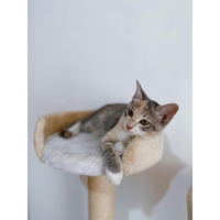 Защо котката ви се нуждае от катерушка -  основните ползи