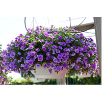 Как да се грижим за петунии, за да цъфтят цяло лято