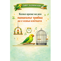 СЪВЕТ ЗА ПАПАГАЛИ 2