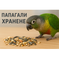 Хранене на папагалите – какво трябва и какво не трябва да ядат