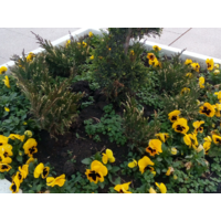 Озеленяване автогара Бургас