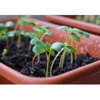 Издължаване на разсада – какво да правим?