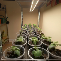 Светлината е „храната“ на растенията: Защо да изберете професион