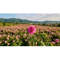 Rosa Damascena – Bulgaria's Liquid Gold