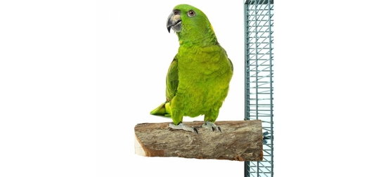 Дървена Кацалка Back Zoo Nature за Папагали – Натурална
