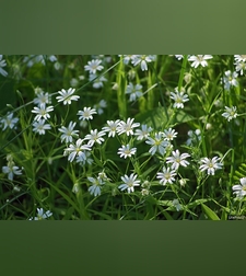 Эликсир звездчатки дубравной (травы)